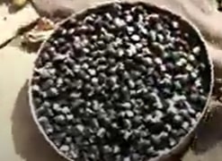 pahadi-shampoo-herbaal-shampoo-benifets