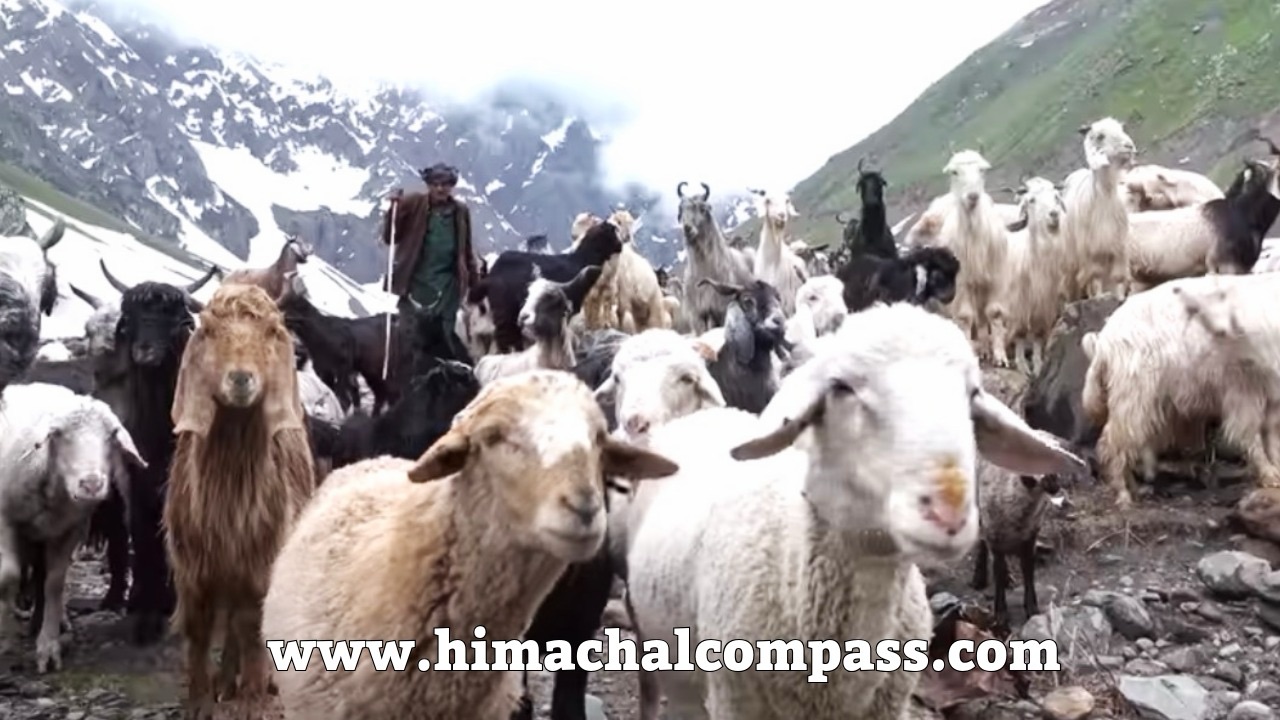 Chamba-Dalhousie-bhedu-Gaddi-culture-image