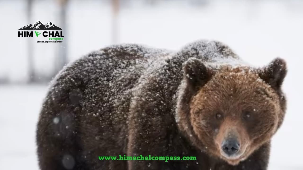 बर्फ में भूरा भालू 