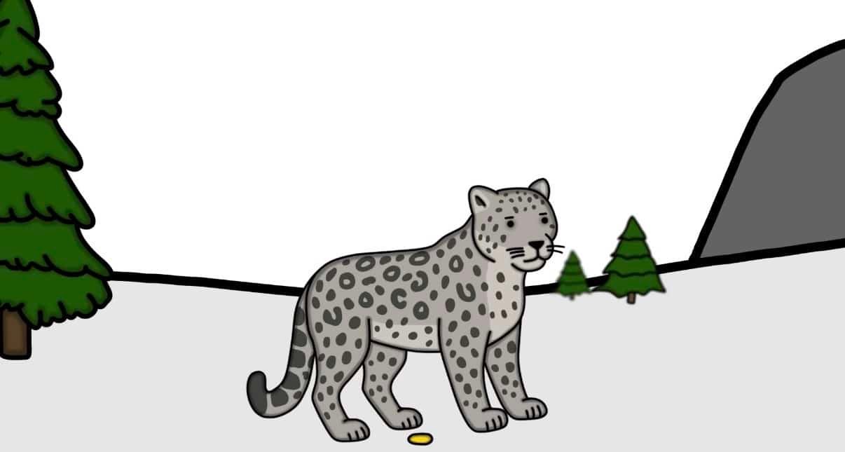 snow-leopard-himachal