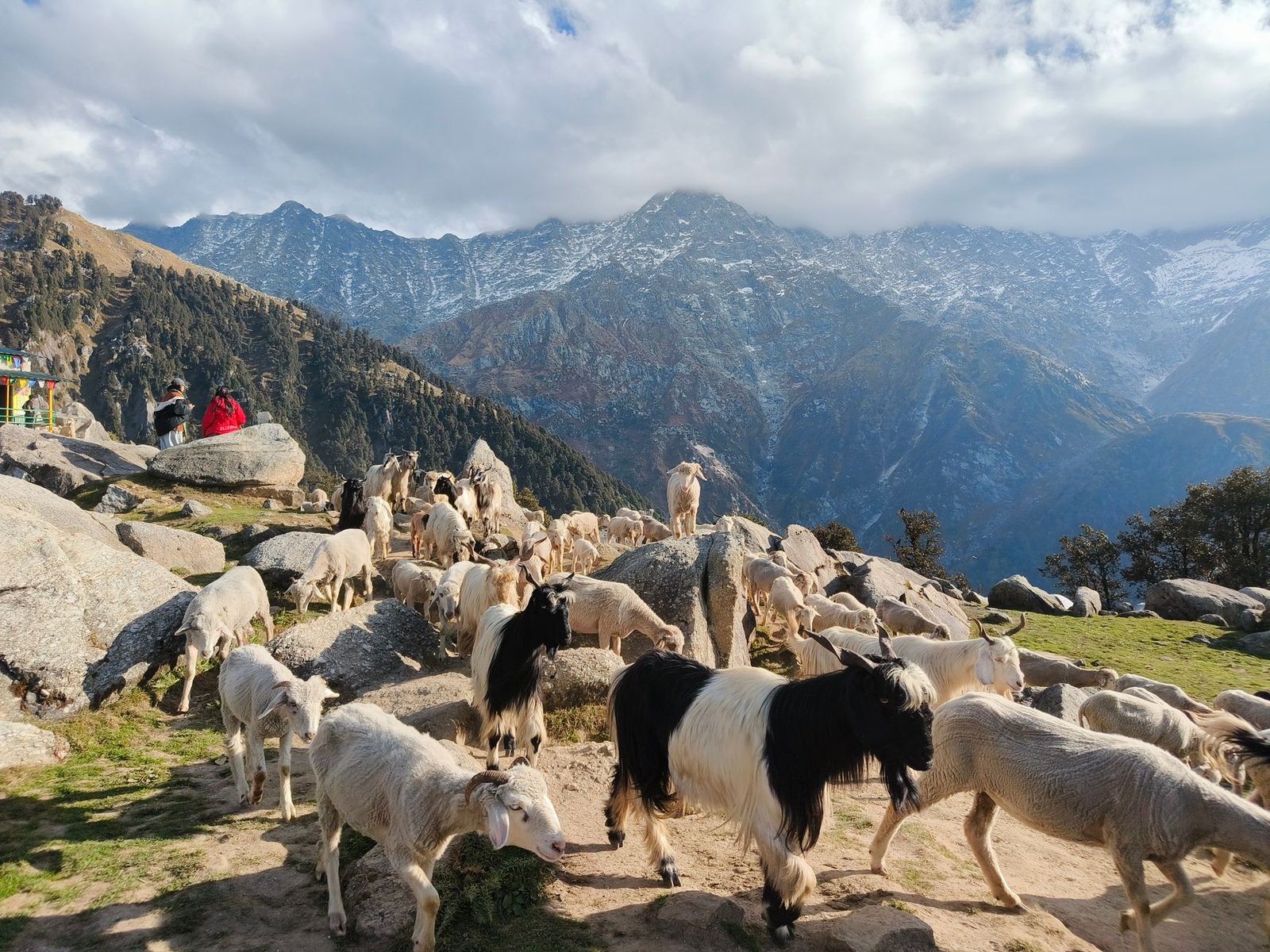 A herd of goats on a mountain trek in Himachal Pradesh, India with scenic views.