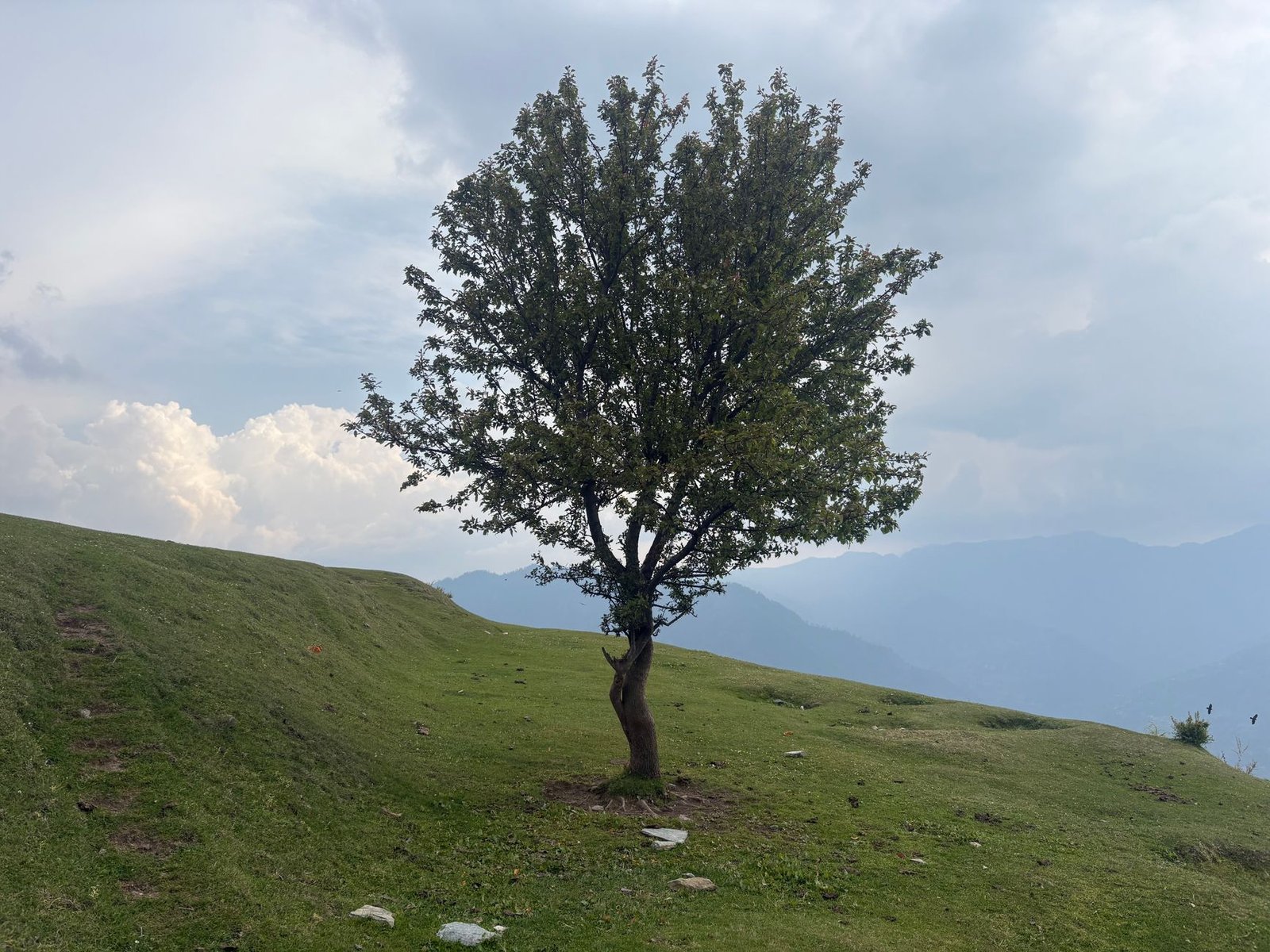 Single tree on a green hillside under a cloudy sky, creating a serene natural landscape.