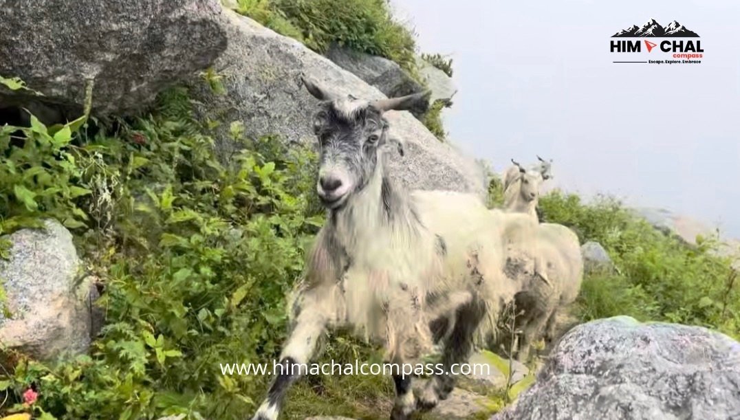 Lamdal trek 
