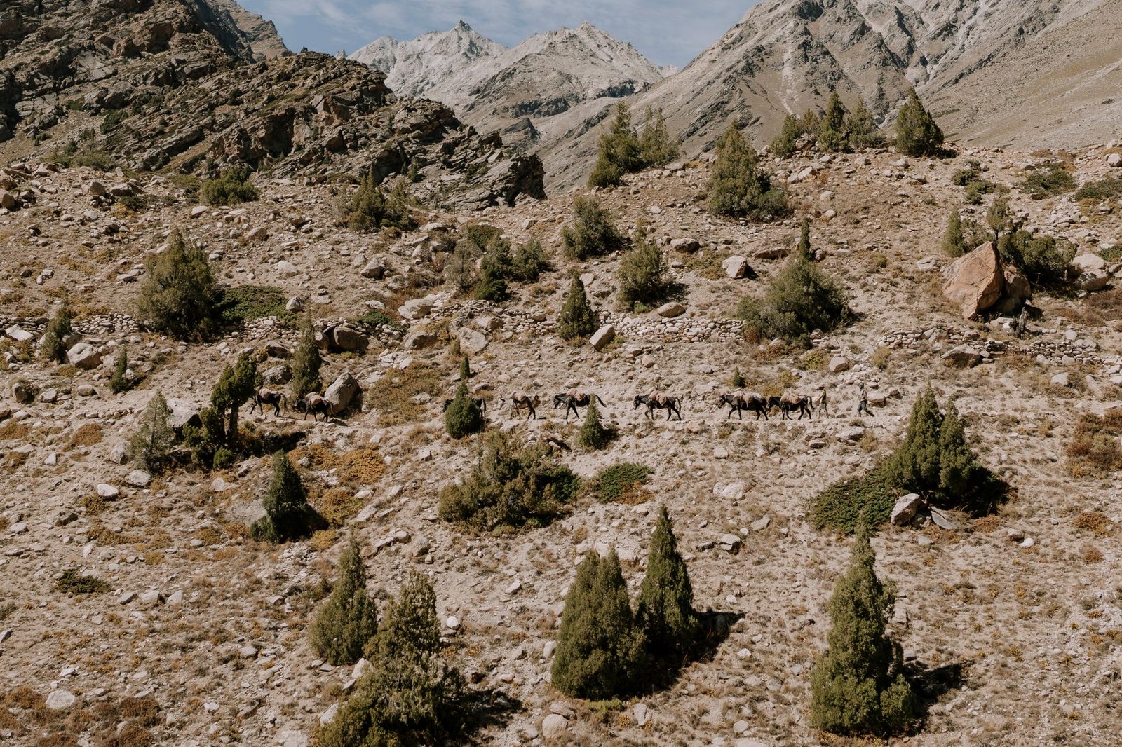 A breathtaking view of the Himachal Pradesh mountains with horses traversing the rugged terrain.