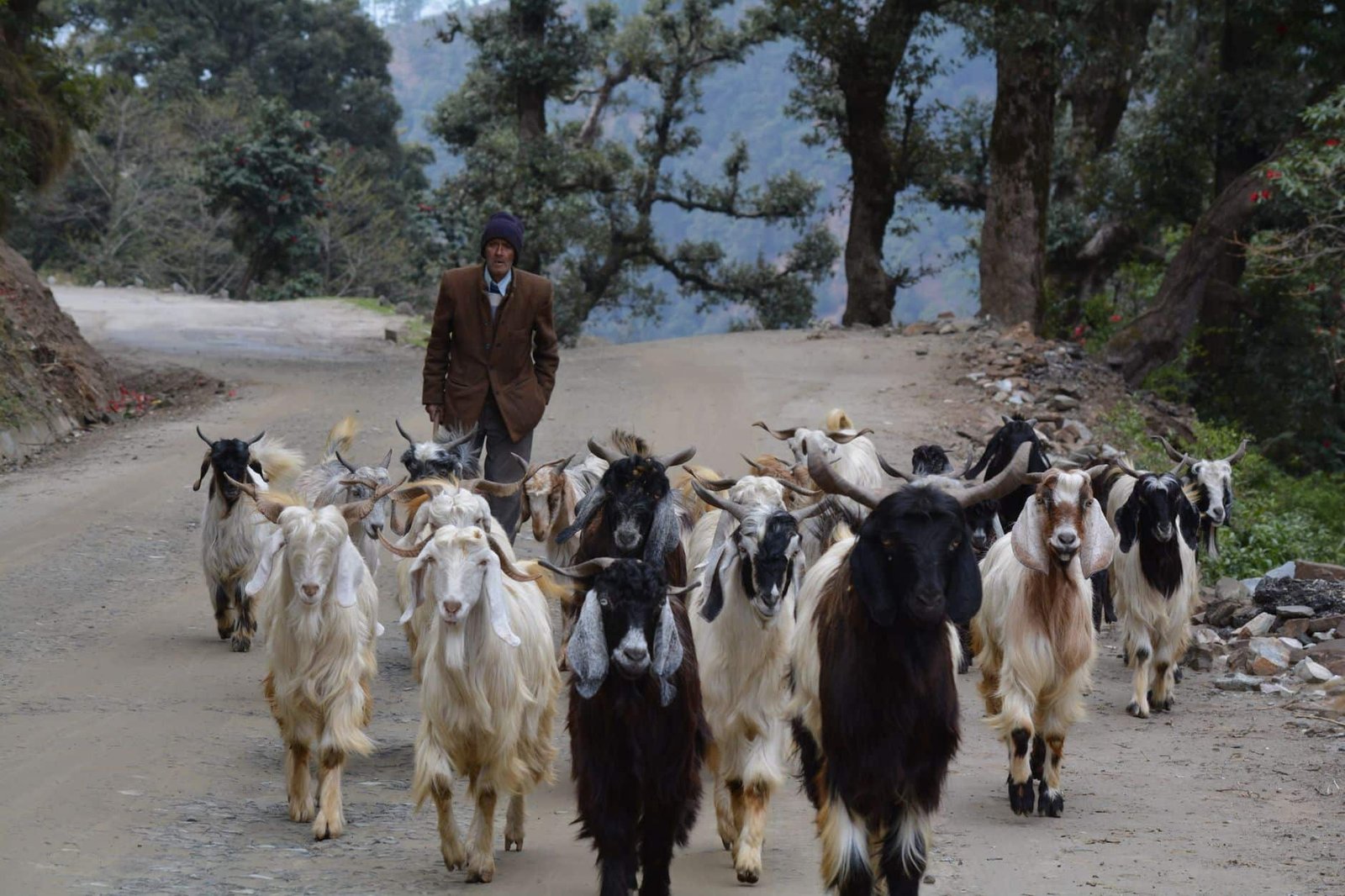 A shepherd guides a herd of goats on a scenic dirt road in Lahul, India.