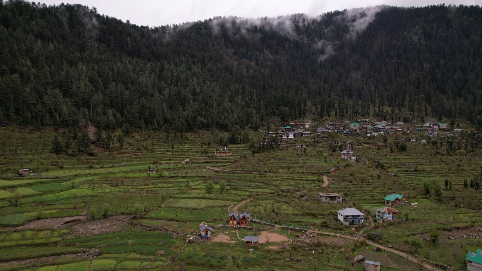 Lush green terraced fields in Himachal Pradesh, India, captured from above.