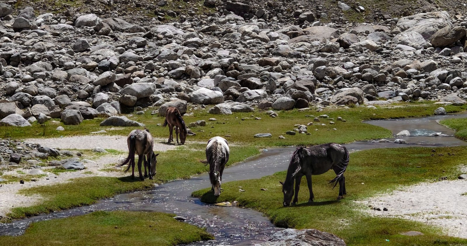 Wild horses grazing near a mountain stream in Kaza, Himachal Pradesh, India. Rocky landscape in summer.